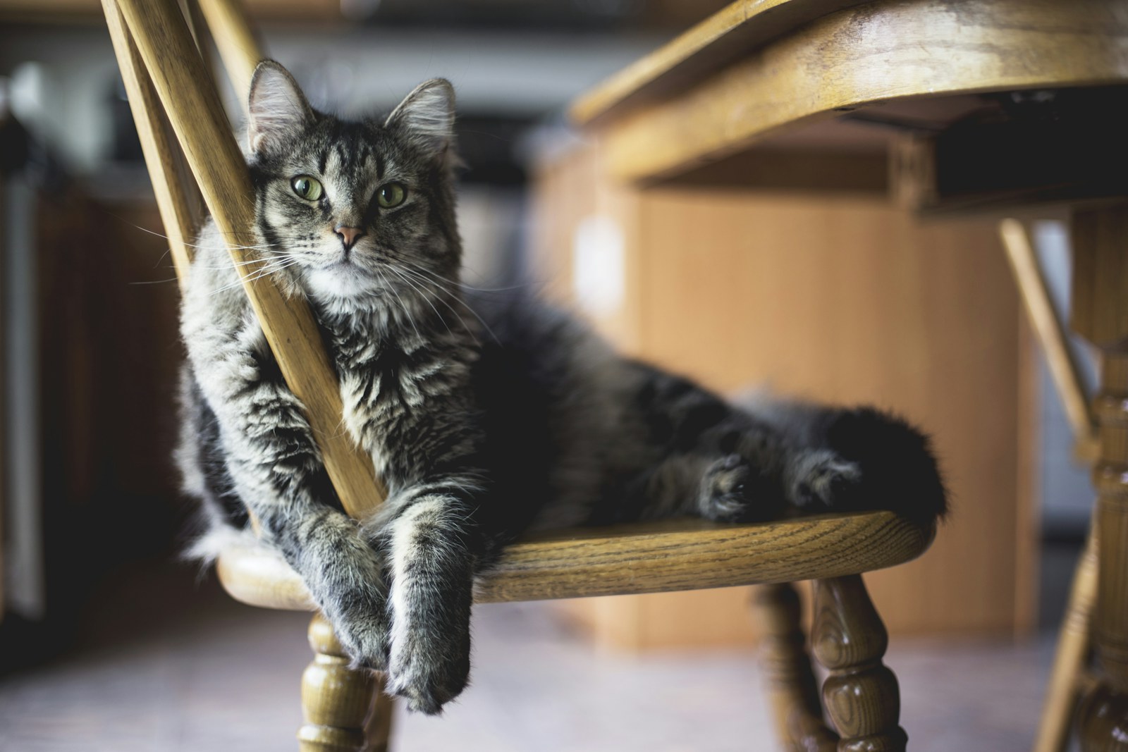 Long-haired tabby cat sitting on a wooden chair
