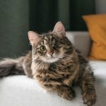 Tabby cat resting calmly on a light sofa