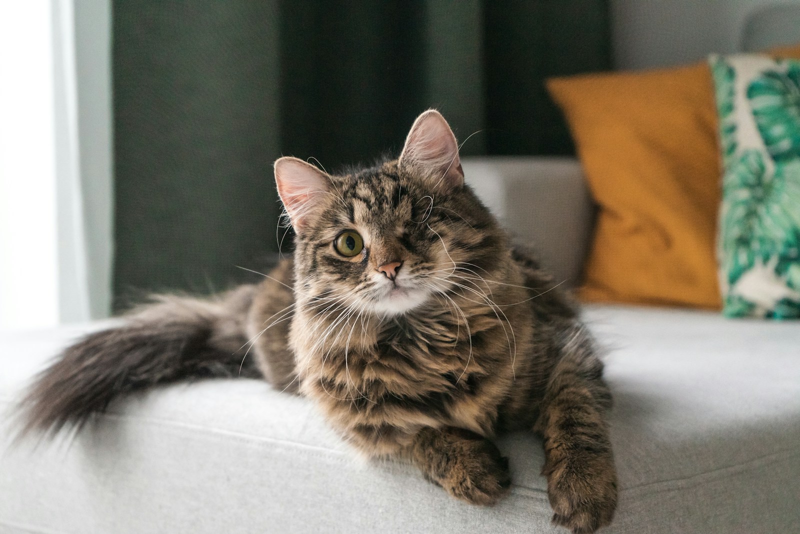 Tabby cat resting calmly on a light sofa