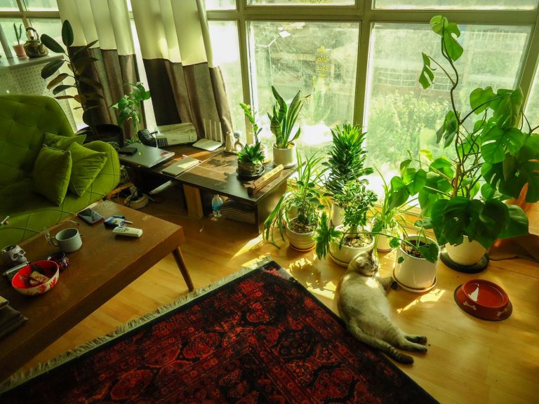 Cat relaxing in a sunlit living room filled with plants