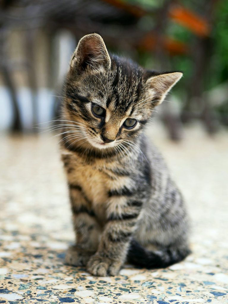 Cat litter materials