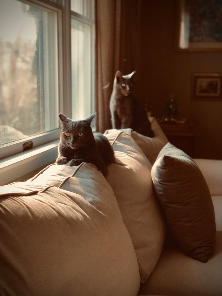 Everyday cat essentials in a calm home