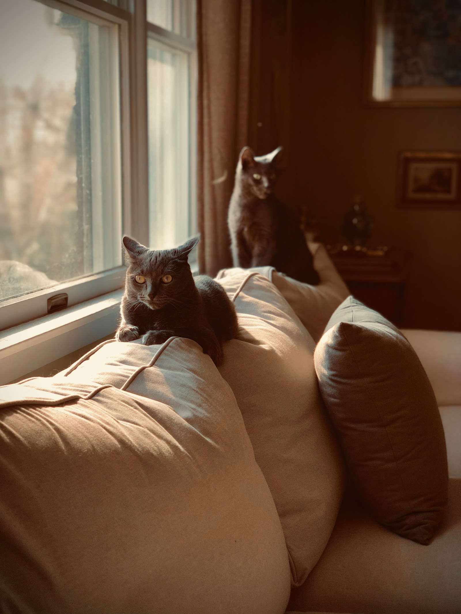 Two gray cats relaxing on a sofa beside a sunny window