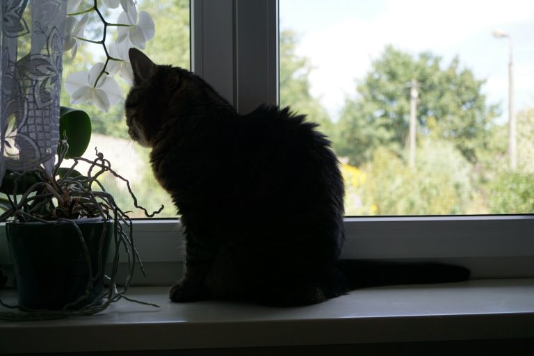 An indoor cat relaxing by a window