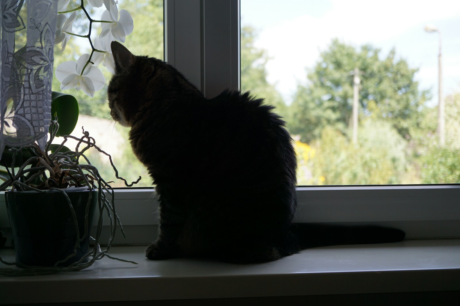 Indoor cat watching the view from a window