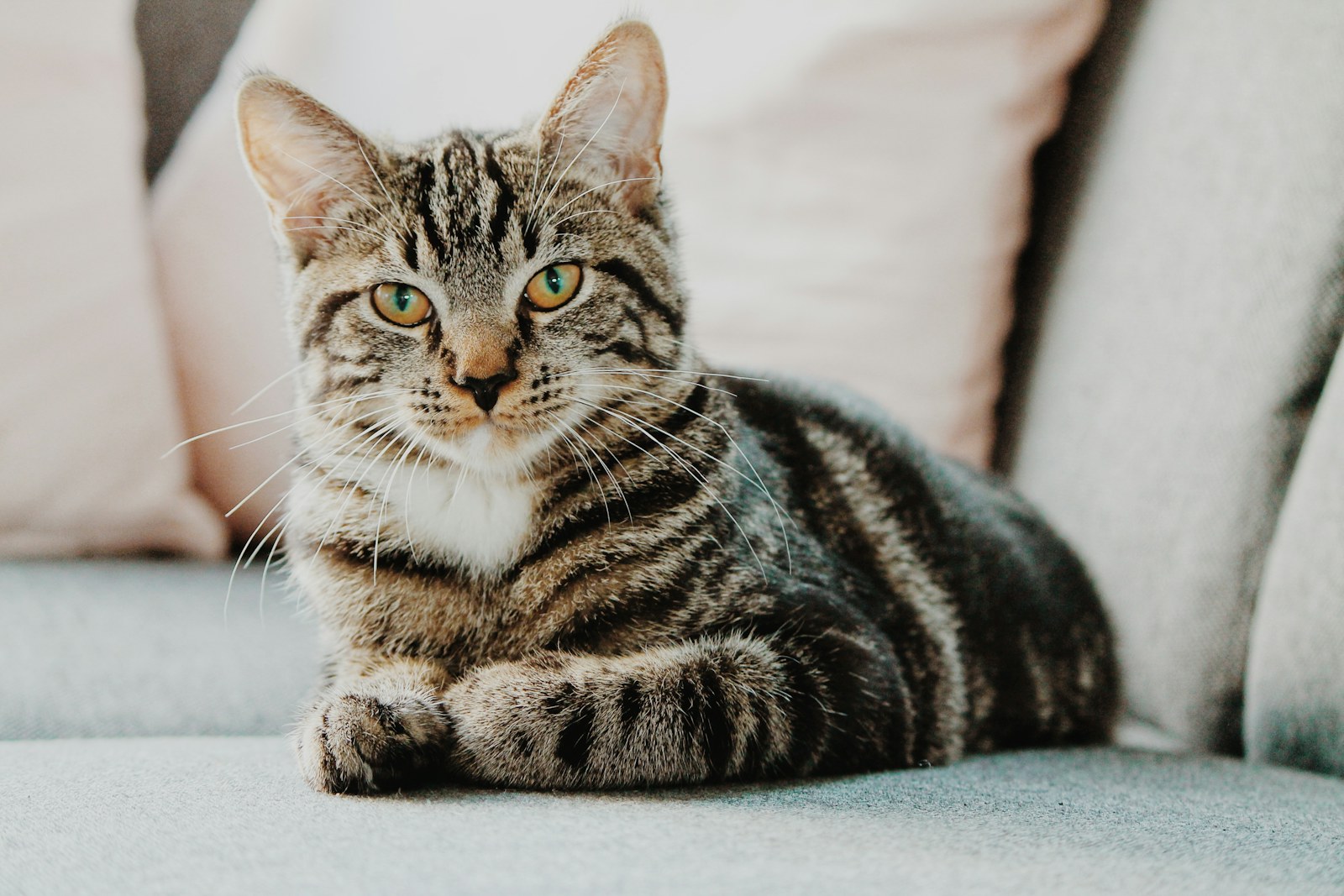 Tabby cat resting on a gray sofa in a small home