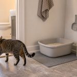 A cat walking past a clean litter box area with a mat, scoop, and waste bin in an ordinary apartment
