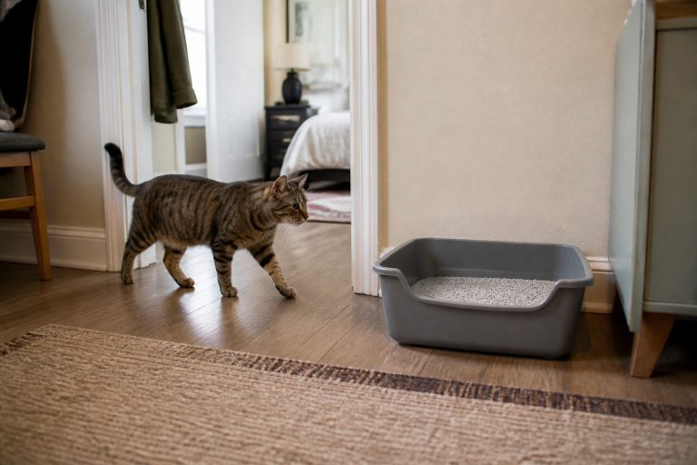 A tabby cat approaching a litter box along an open route between rooms